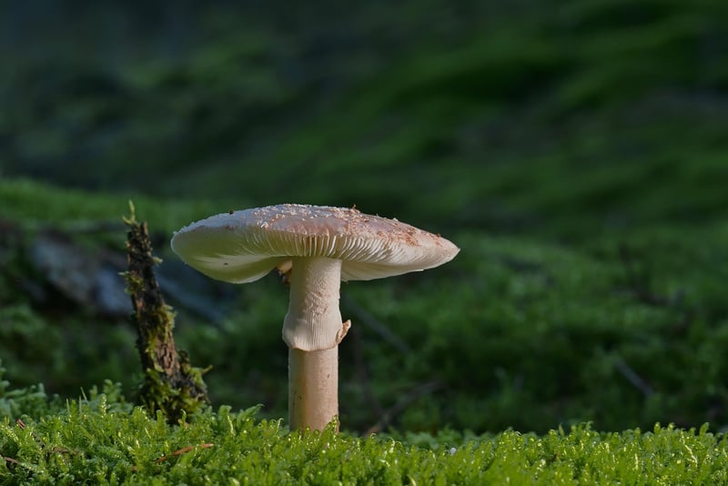 Whispering Woods